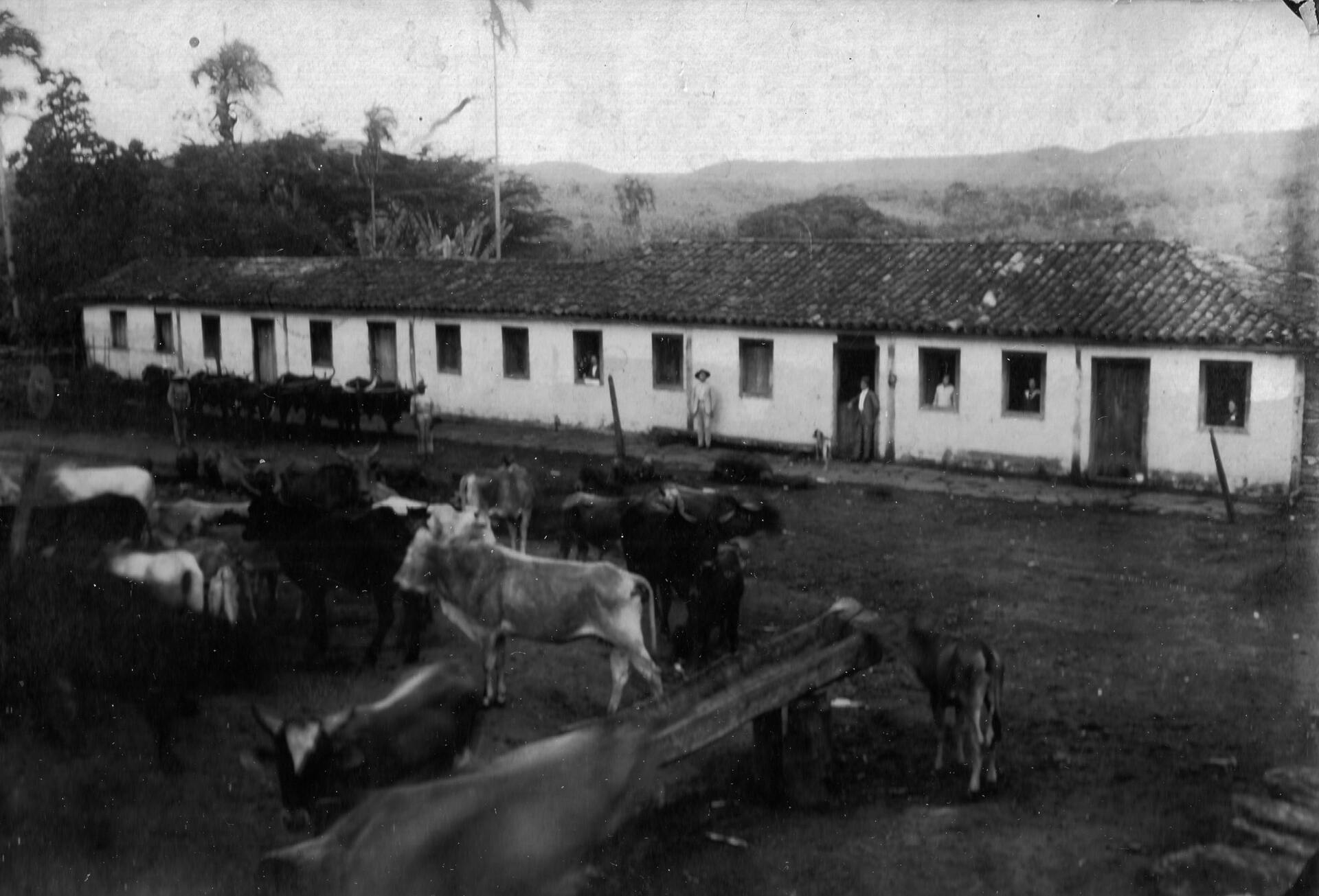 Imagem da peça 0002- Fazenda Santa Rosa / Juvenal Parente