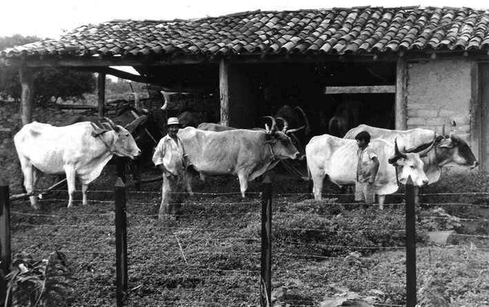 Imagem da peça 0025- Junta de Carro de Boi